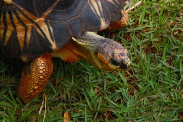 Radiated Tortoise - Honolulu Zoo Society