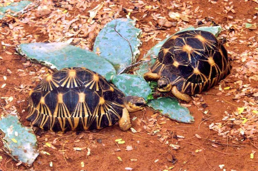 Radiated Tortoise - Honolulu Zoo Society