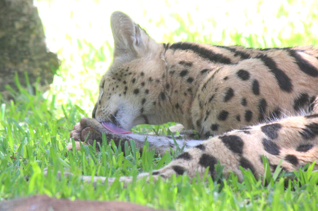 Serval - Honolulu Zoo Society