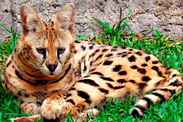 Serval - Honolulu Zoo Society