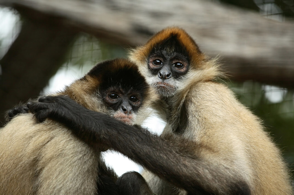 black-handed-spider-monkey-honolulu-zoo-society