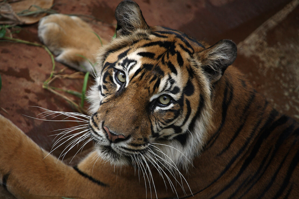 sumatran-tiger-honolulu-zoo-society