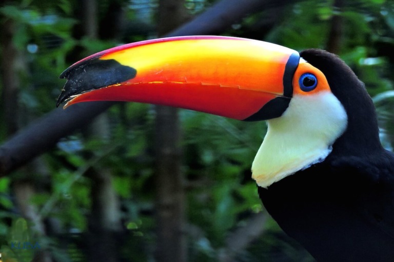 Toco Toucan - Honolulu Zoo Society