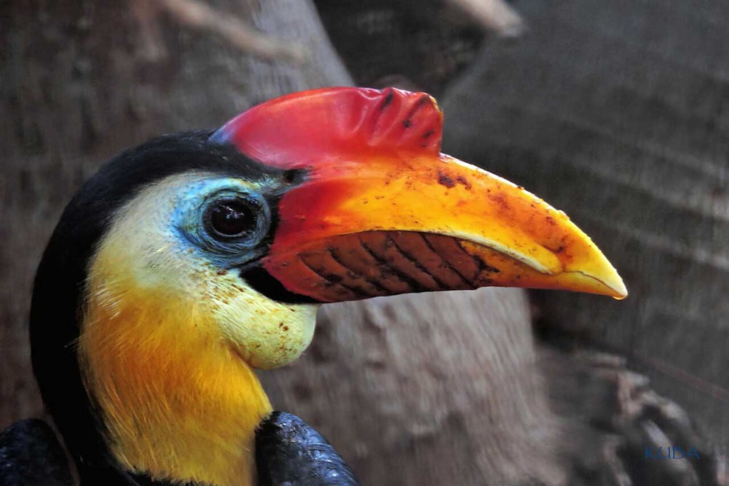 Wrinkled Hornbill - Honolulu Zoo Society