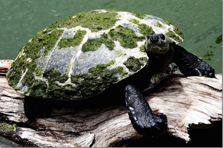 Yellow-Spotted Amazon Turtle - Honolulu Zoo Society