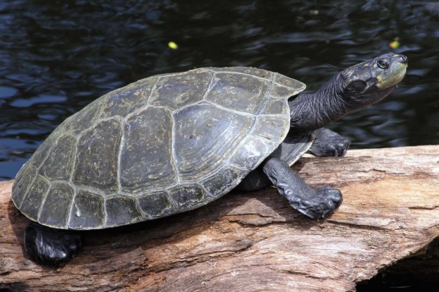 Yellow-Spotted Amazon Turtle - Honolulu Zoo Society