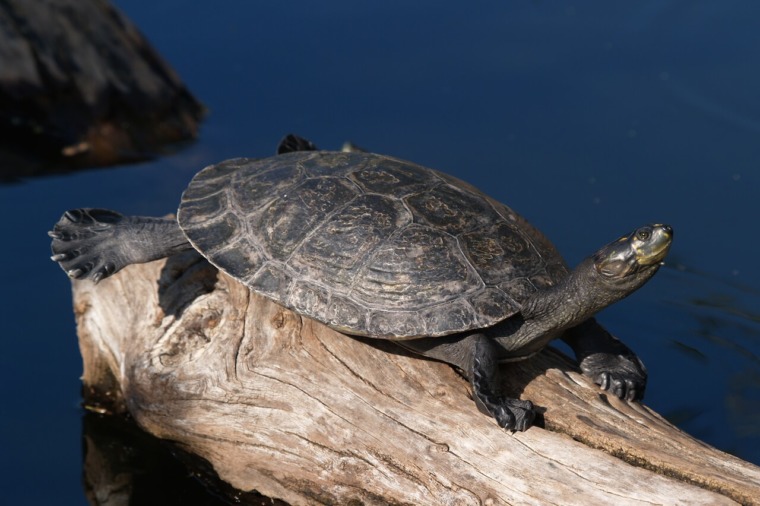 Yellow-Spotted Amazon Turtle - Honolulu Zoo Society