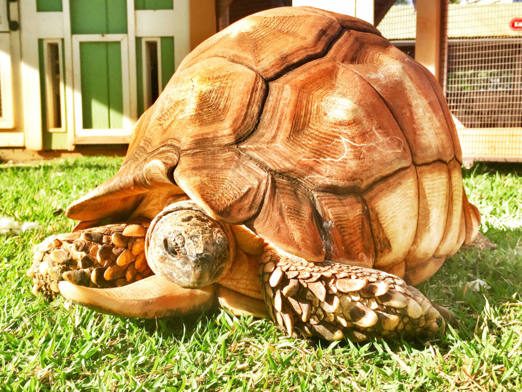 Angonoka Tortoise - Honolulu Zoo Society