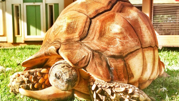 Angonoka Tortoise - Honolulu Zoo Society