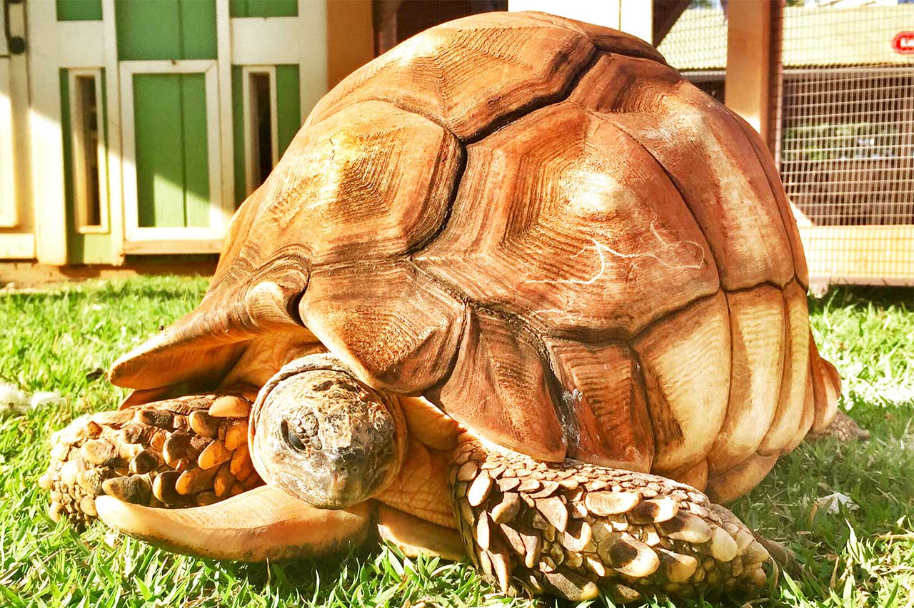 angonoka-tortoise-honolulu-zoo-society