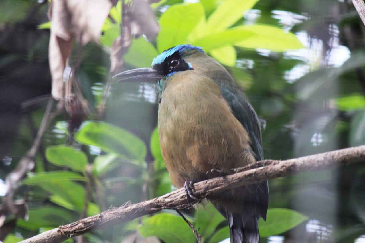 Blue Crowned Motmot - Honolulu Zoo Society