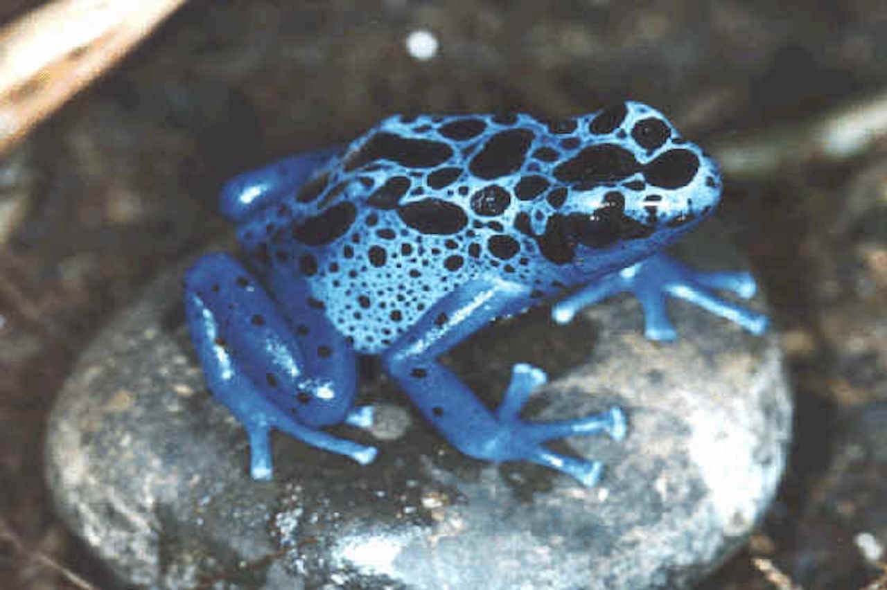 Blue Poison Dart Frog · Tennessee Aquarium