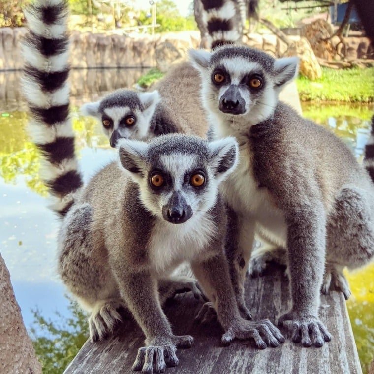 lemurs-from-Keeper-Henry-760x760.jpg