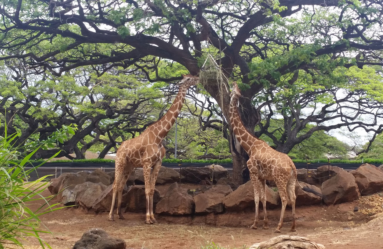 honolulu zoo animals