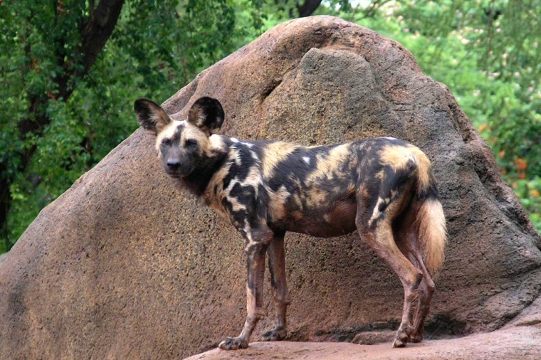 african-wild-dog-honolulu-zoo-society